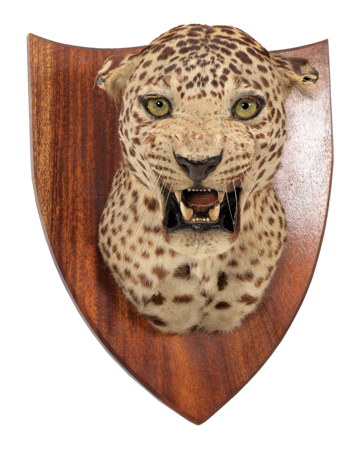 Taxidermy: Indian Leopard (Panthera pardus fusca), dated 1935, by Van Ingen Van Ingen, Mysore, - Image 3 of 6