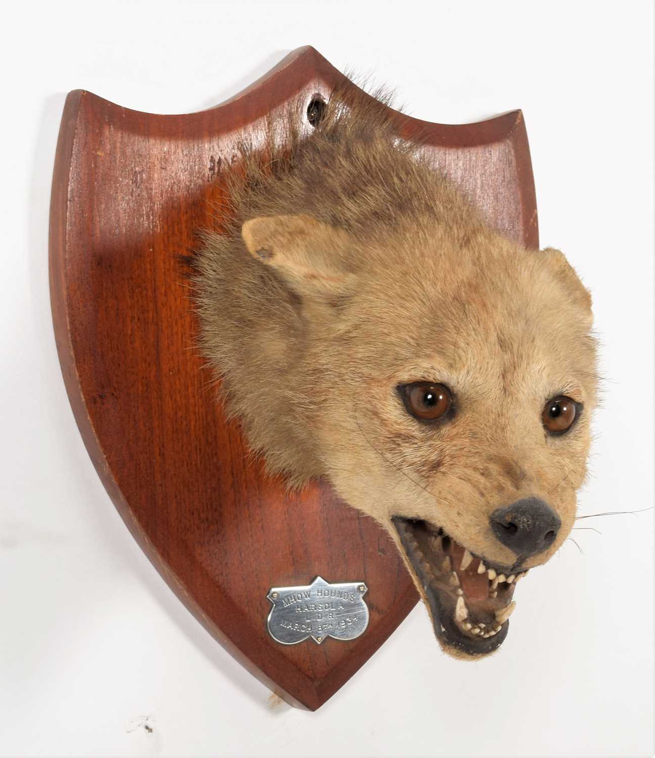 Taxidermy: Indian Jackal (Canis aureus indicus), dated 1934, by Van Ingen & Van Ingen, Taxidermist' - Image 3 of 14