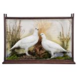 Taxidermy: A Late Victorian Cased Pair of Rock Ptarmigan (Lagopus mutus), circa 1880-1900, a pair of