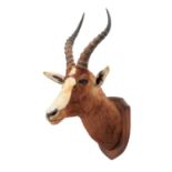 Taxidermy: Blesbok (Damaliscus phillipsi), circa late 20th century, South Africa, an adult male