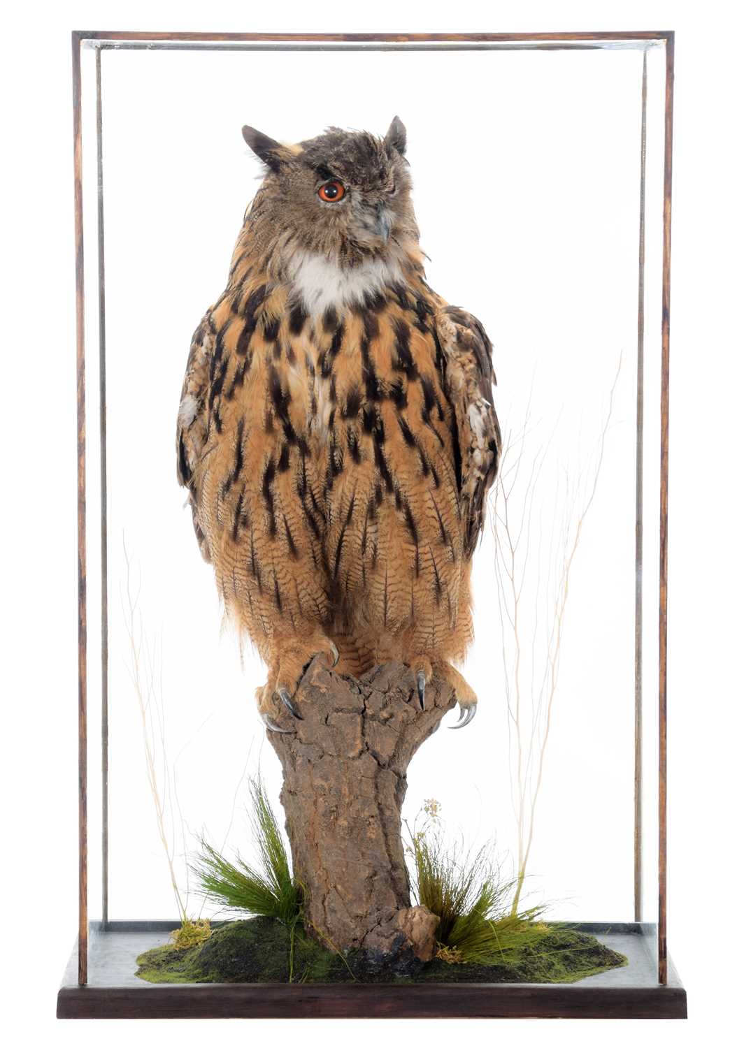 Taxidermy: A Cased European Eagle Owl (Bubo bubo), circa 21st century, a high quality large full