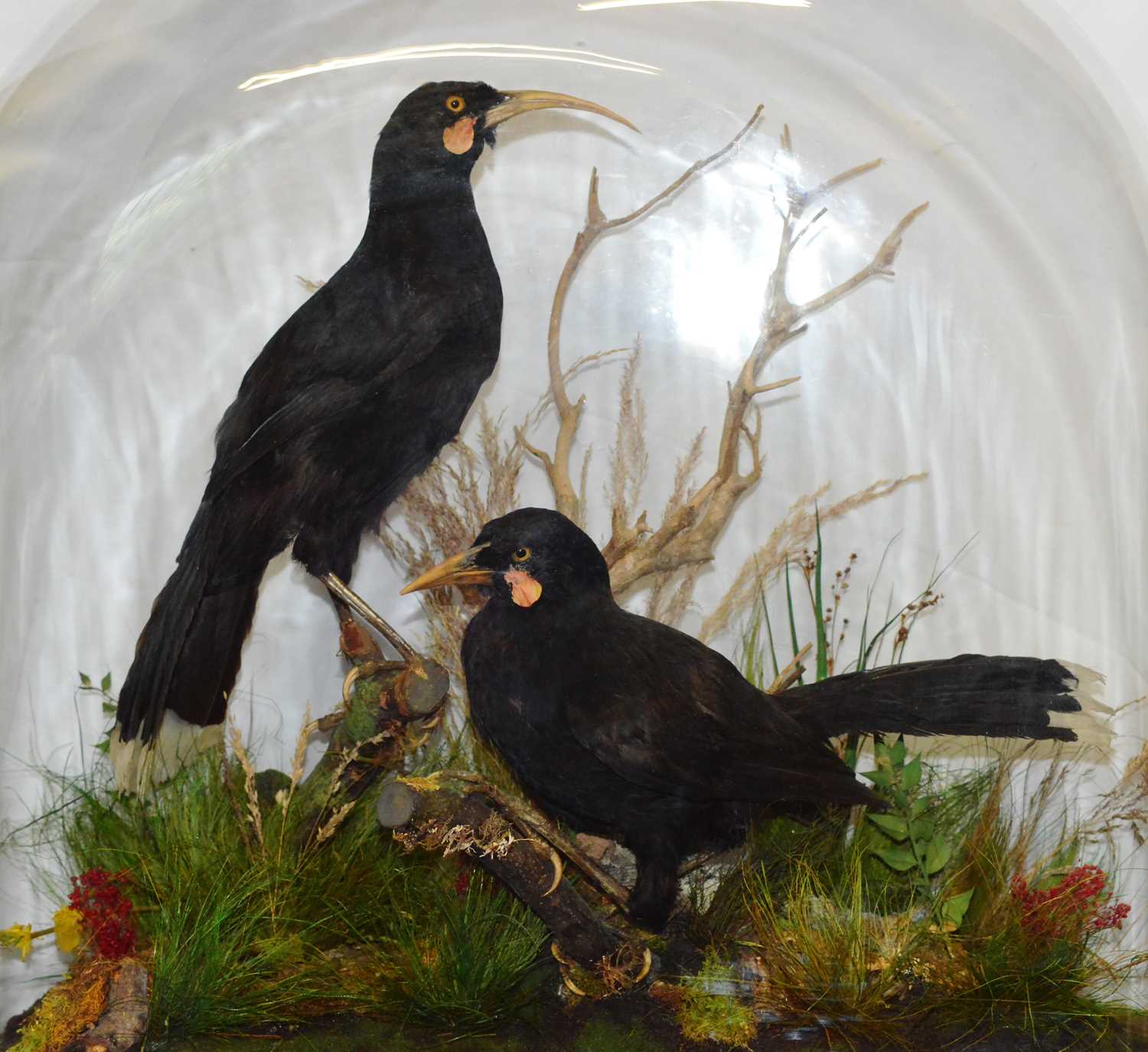 Taxidermy: A Cased Re-creation of a Family of Extinct New Zealand Huia Birds (†Heteralocha - Image 3 of 4