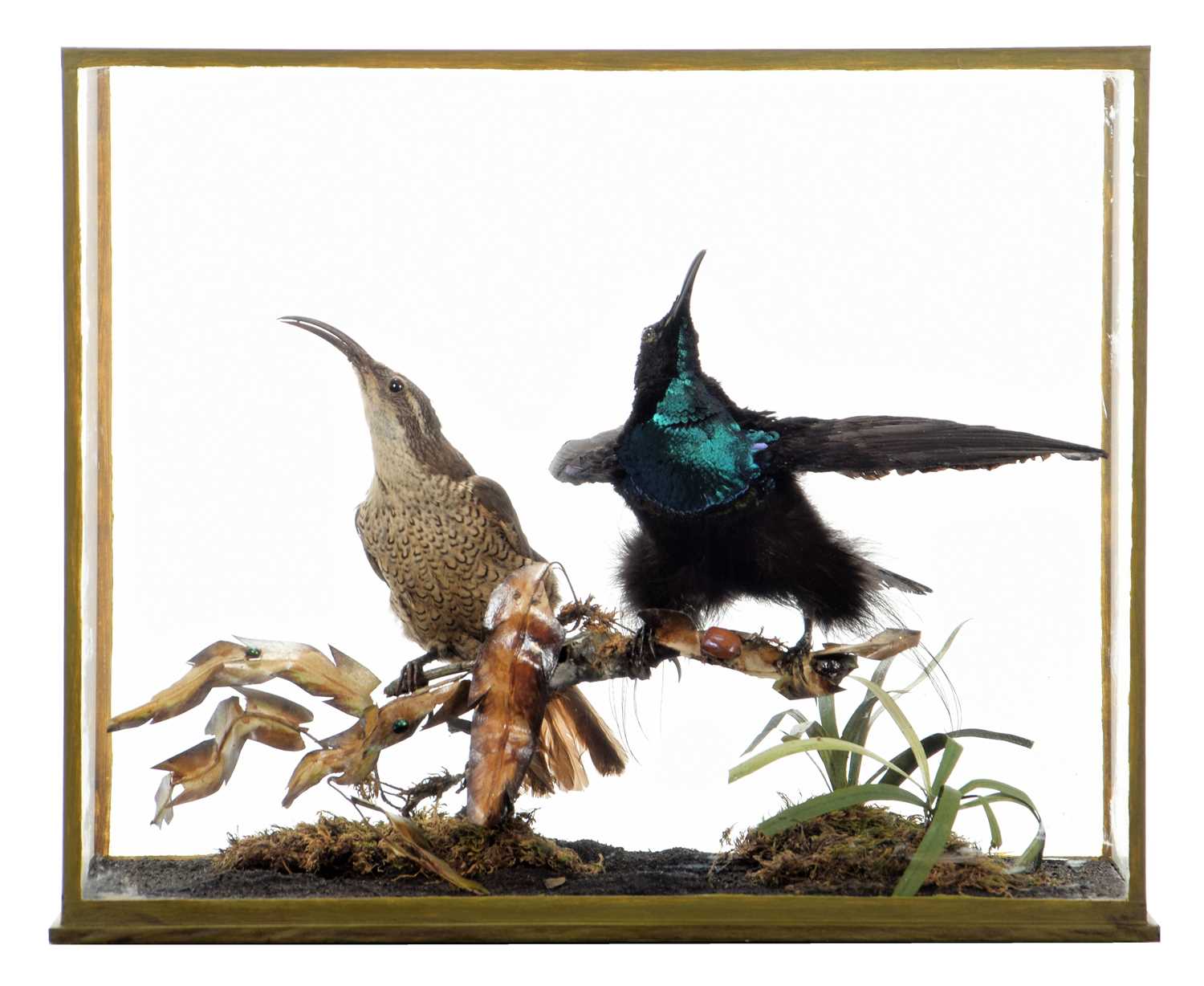 Taxidermy: A Late Victorian Cased Pair of Magnificent Rifle Birds (Ptiloris magnificus), re-cased by