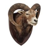 Taxidermy: European Mouflon (Ovis aries musimon), circa late 20th century, a high quality large