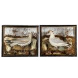 Taxidermy: Two Cased Black-Headed Gulls (Larus ridibundus), by John Cooper & Sons, Radnor St,