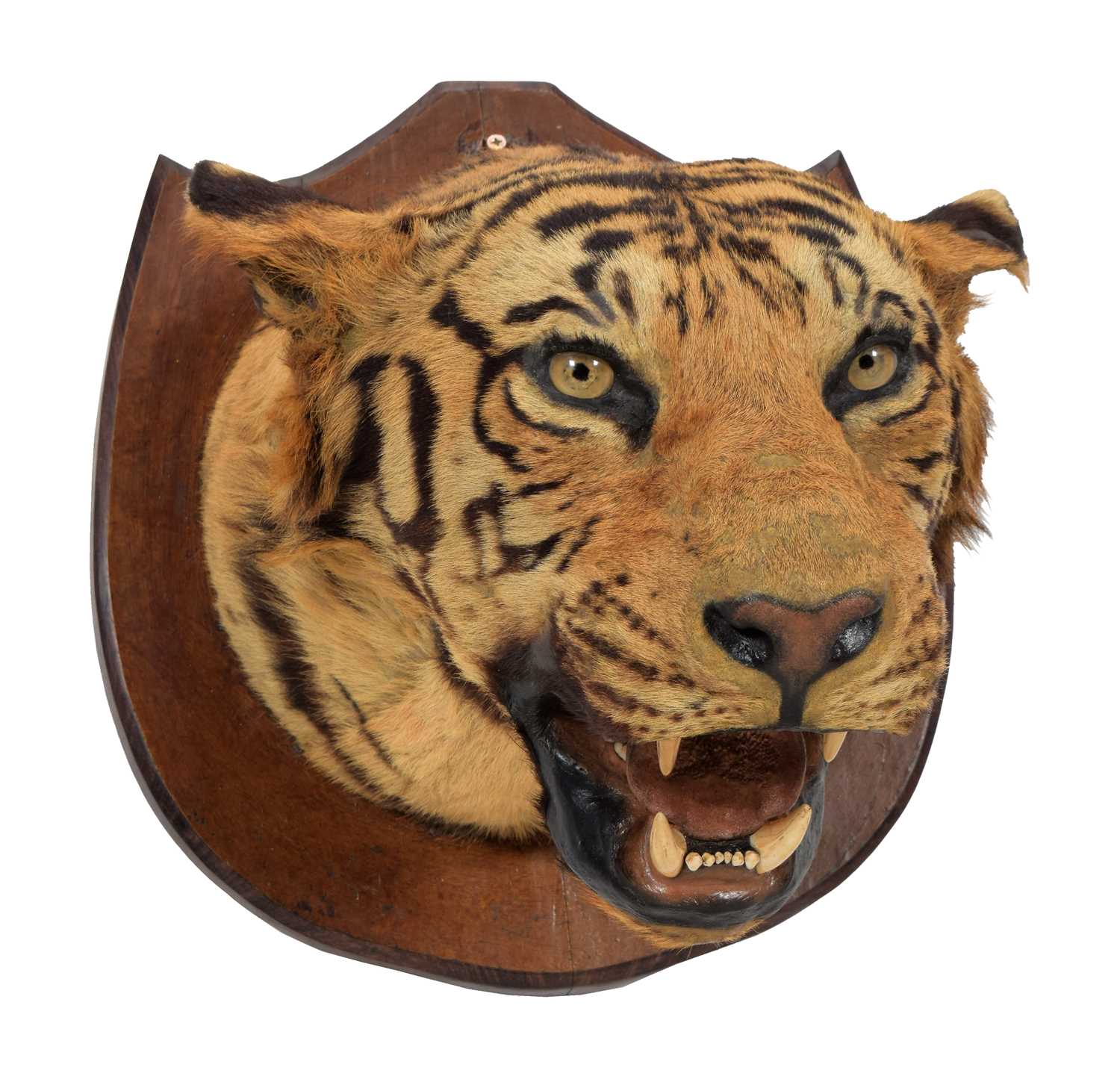 Taxidermy: Bengal Tiger (Panthera tigris tigris), circa early 20th century, attributed to Theobald - Image 2 of 8