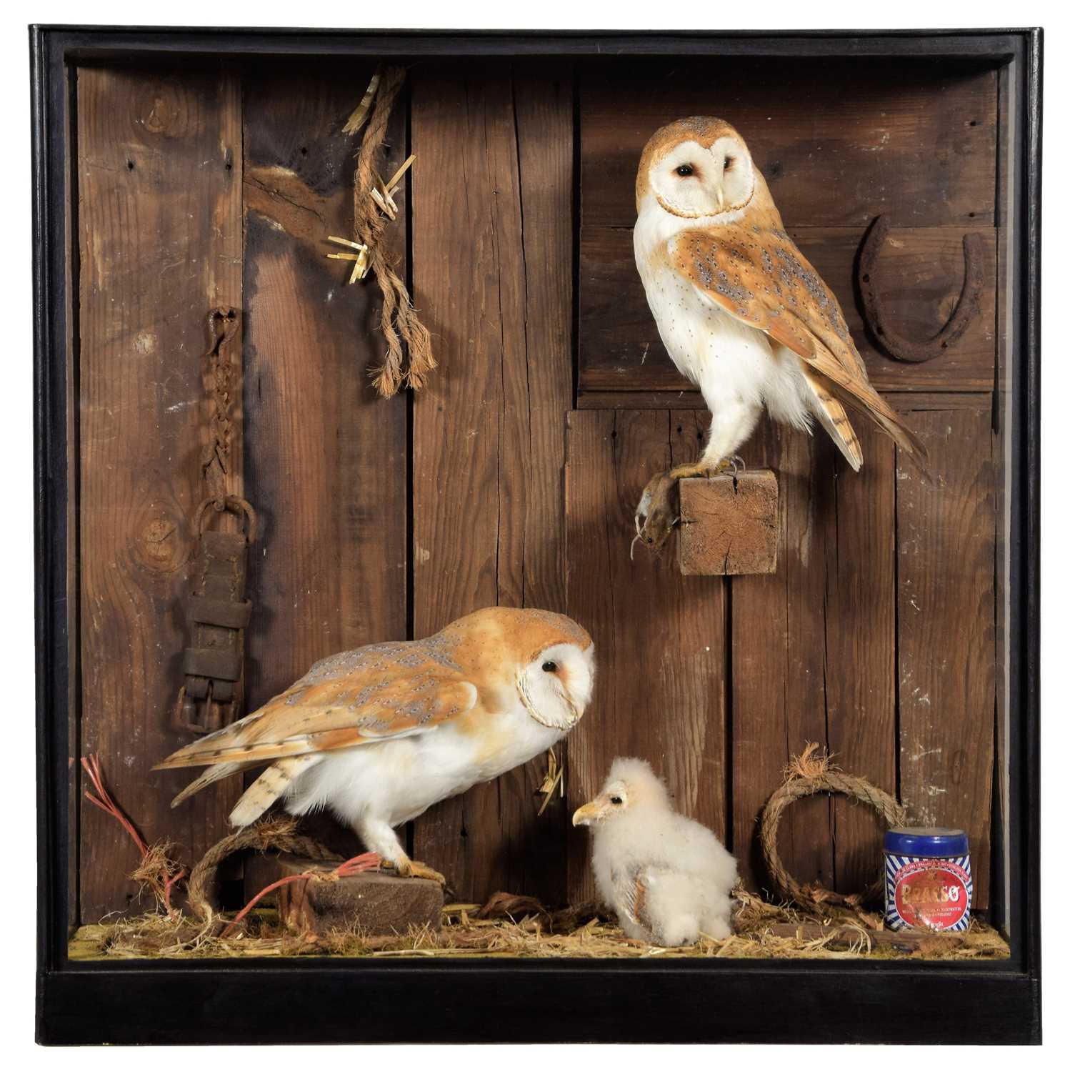 Taxidermy: A Barn Owl Family Diorama (Tyto alba), circa early 21st century, by Barry Williams,