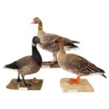 Taxidermy: A Group of Three Geese, dated 1949-1974, comprising - a full mount adult female Eastern