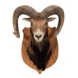 Taxidermy: European Mouflon (Ovis aries musimon), circa late 20th century, an adult ram shoulder