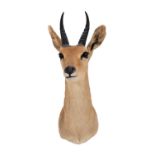 Taxidermy: Southern Mountain Reedbuck (Redunca fulvorufula), circa late 20th century, South