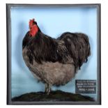 Taxidermy: A Cased Orpington Chicken (Gallus gallus domesticus), modern, a high quality large