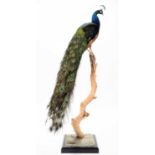 Taxidermy: Indian Peacock (Pavo cristatus), captive bred, modern, by Brian Lancaster, Taxidermy,