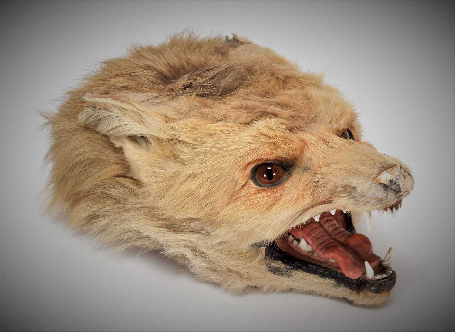 Taxidermy: A Red Fox Mask Cigarette Box, (Vulpes vulpes), by Army and Navy Stores, Naturalist - Image 2 of 8