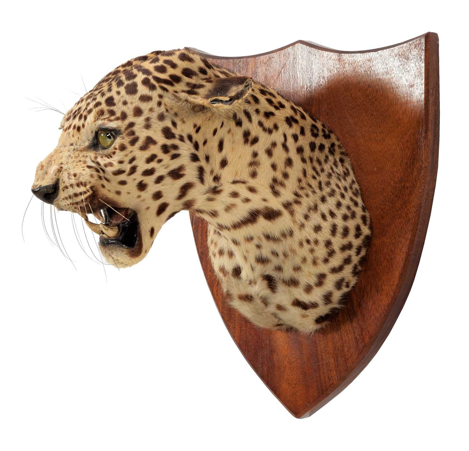 Taxidermy: Indian Leopard (Panthera pardus fusca), dated 1935, by Van Ingen Van Ingen, Mysore, - Image 4 of 6