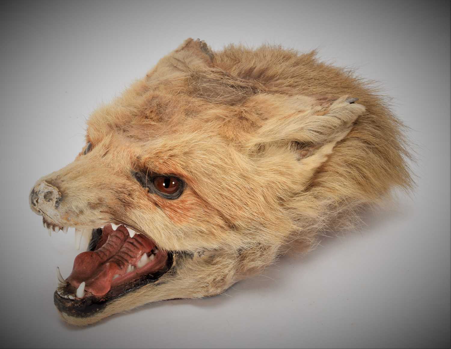 Taxidermy: A Red Fox Mask Cigarette Box, (Vulpes vulpes), by Army and Navy Stores, Naturalist - Image 7 of 8