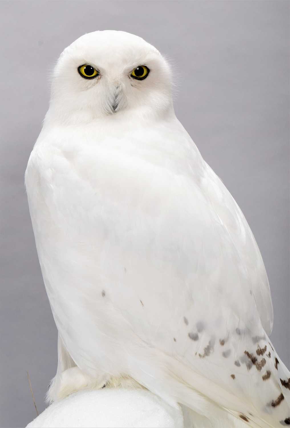 Taxidermy: A Cased Snowy Owl (Bubo scandiacus), circa 2023, by World Renowned Taxidermist Carl - Image 4 of 6