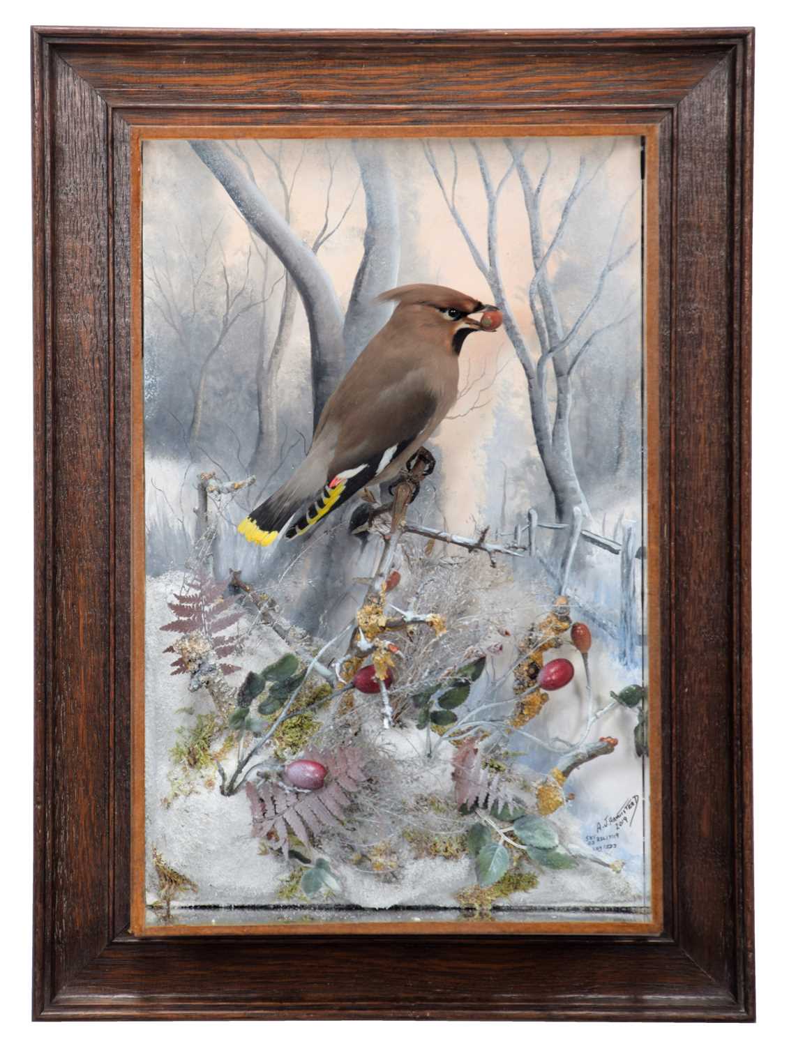 Taxidermy: A Wall Cased Bohemian Waxwing (Bombycilla garrulus), captive bred, dated 2019, by A.J.