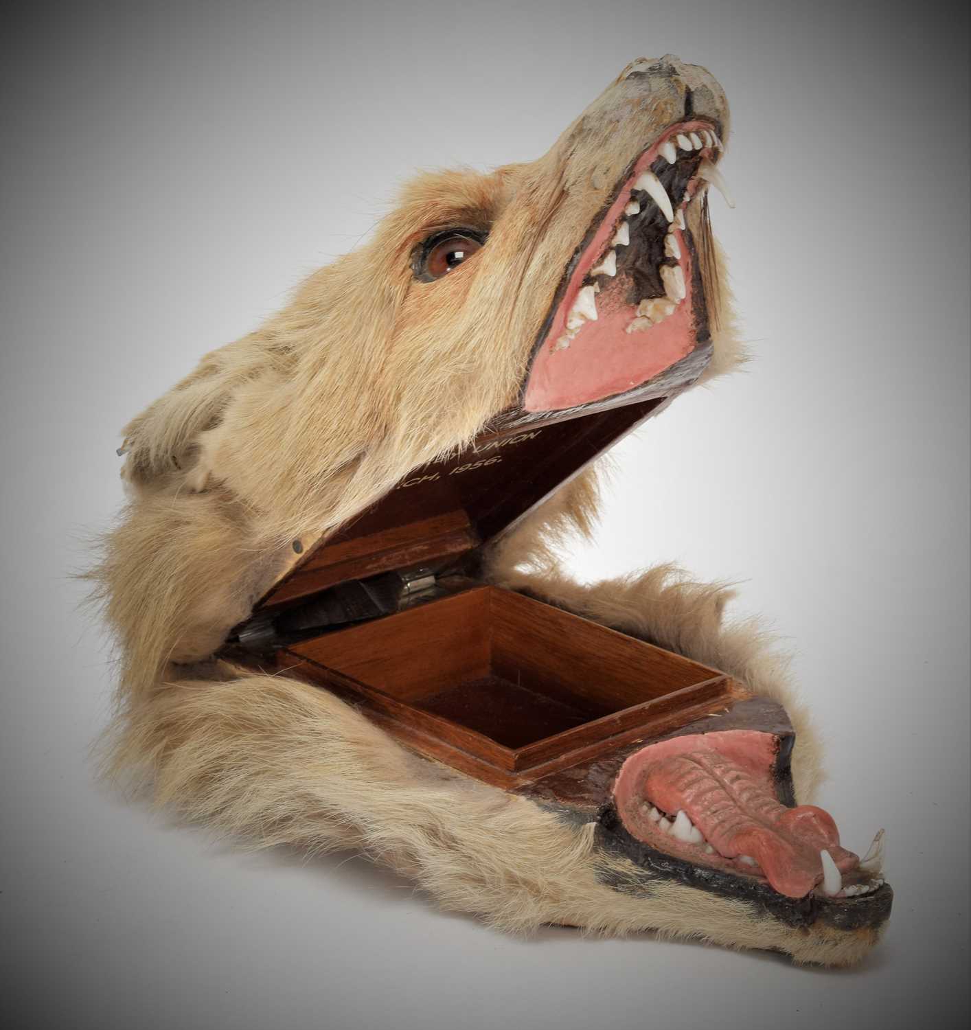 Taxidermy: A Red Fox Mask Cigarette Box, (Vulpes vulpes), by Army and Navy Stores, Naturalist - Image 8 of 8