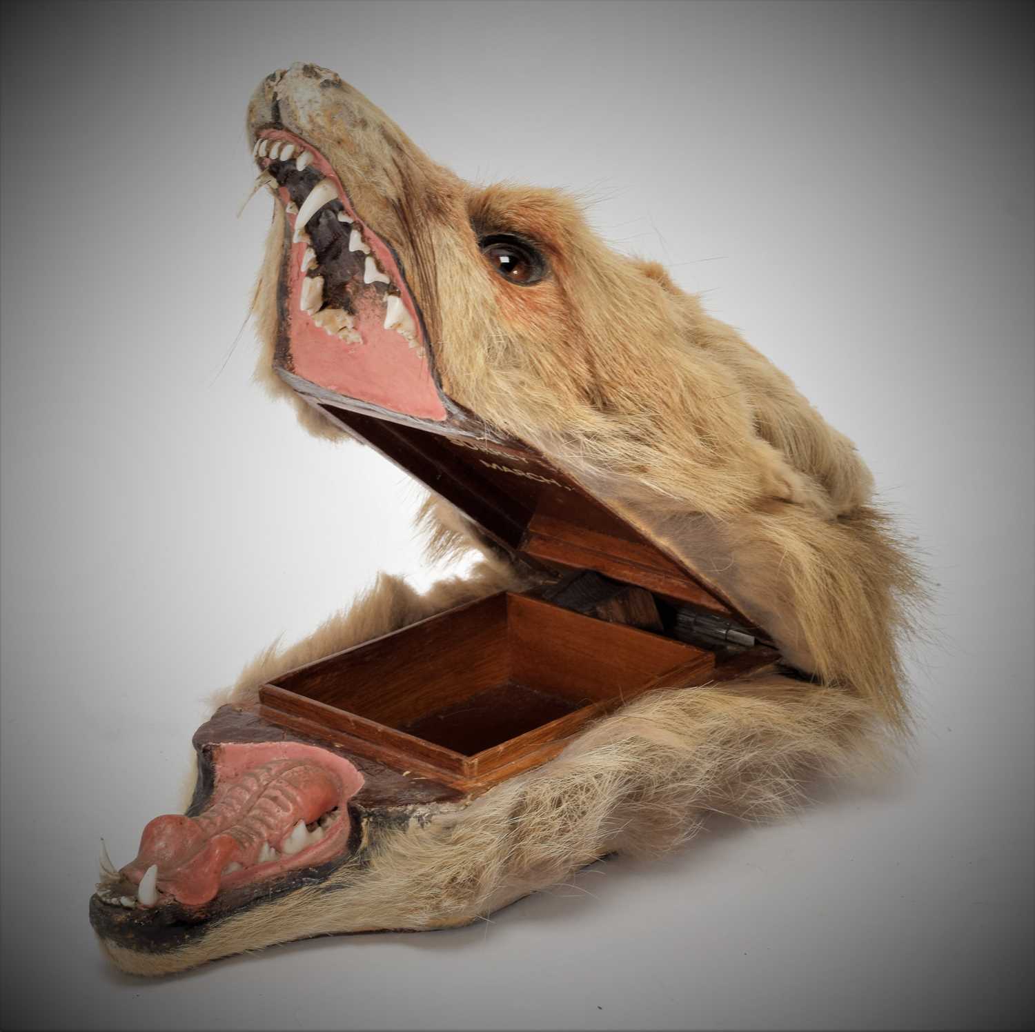 Taxidermy: A Red Fox Mask Cigarette Box, (Vulpes vulpes), by Army and Navy Stores, Naturalist