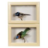 Taxidermy: A Cased Superb Fairywren & Red-necked Tanager, a full mount adult Superb Fairywren