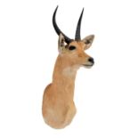 Taxidermy: Southern Common Reedbuck (Redunca arundinum), circa late 20th century, South Africa, a