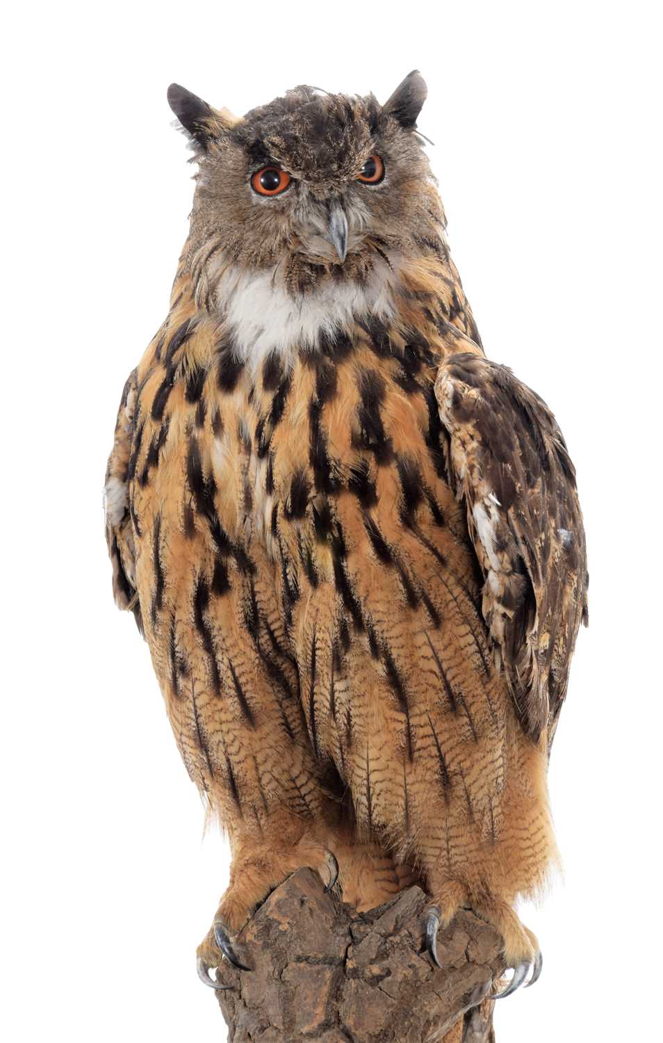 Taxidermy: A Cased European Eagle Owl (Bubo bubo), circa 21st century, a high quality large full - Image 2 of 2