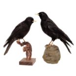 Taxidermy: Alpine Choughs (Pyrrhocorax graculus), circa mid-late 20th century, two full mount