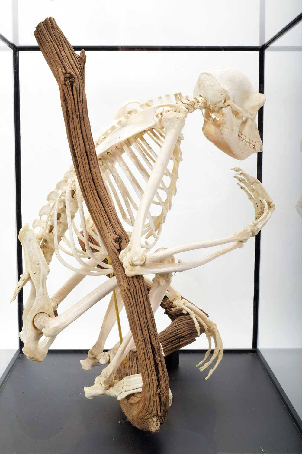 Skeletons/Anatomy: A Rare Cased Chimpanzee Skeleton (Pan troglodytes), captive bred, circa 2010, a - Image 8 of 12