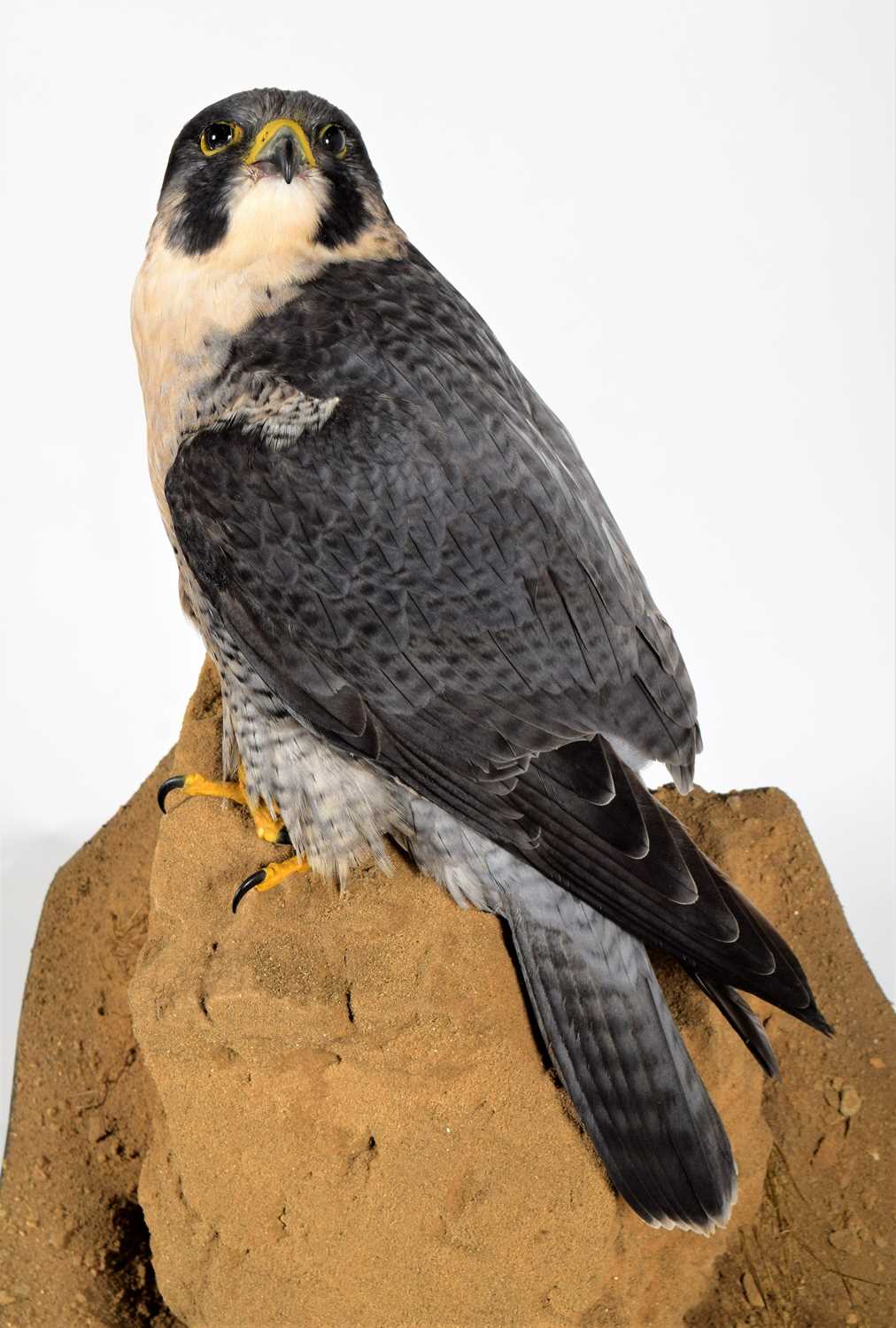 Taxidermy: A Cased Peregrine Falcon (Falco peregrinus), circa 2023, by World Renowned Taxidermist - Image 3 of 7