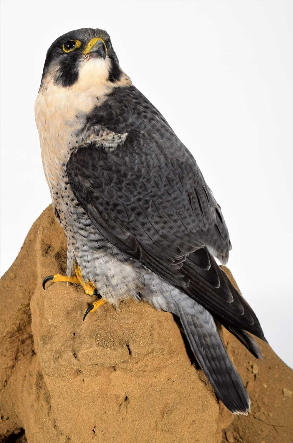 Taxidermy: A Cased Peregrine Falcon (Falco peregrinus), circa 2023, by World Renowned Taxidermist - Image 5 of 7