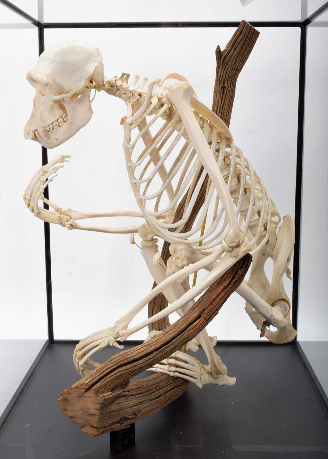 Skeletons/Anatomy: A Rare Cased Chimpanzee Skeleton (Pan troglodytes), captive bred, circa 2010, a - Image 11 of 12