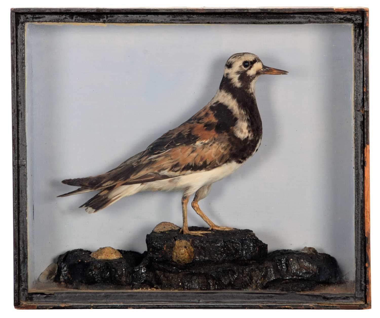 Taxidermy: A Late Victorian Cased Turnstone (Aremaria interpres), circa 1880-1900, a full mount