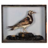 Taxidermy: A Late Victorian Cased Turnstone (Aremaria interpres), circa 1880-1900, a full mount