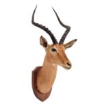 Taxidermy: Common Impala (Aepyceros Melampus) circa late 20th century, an adult male shoulder