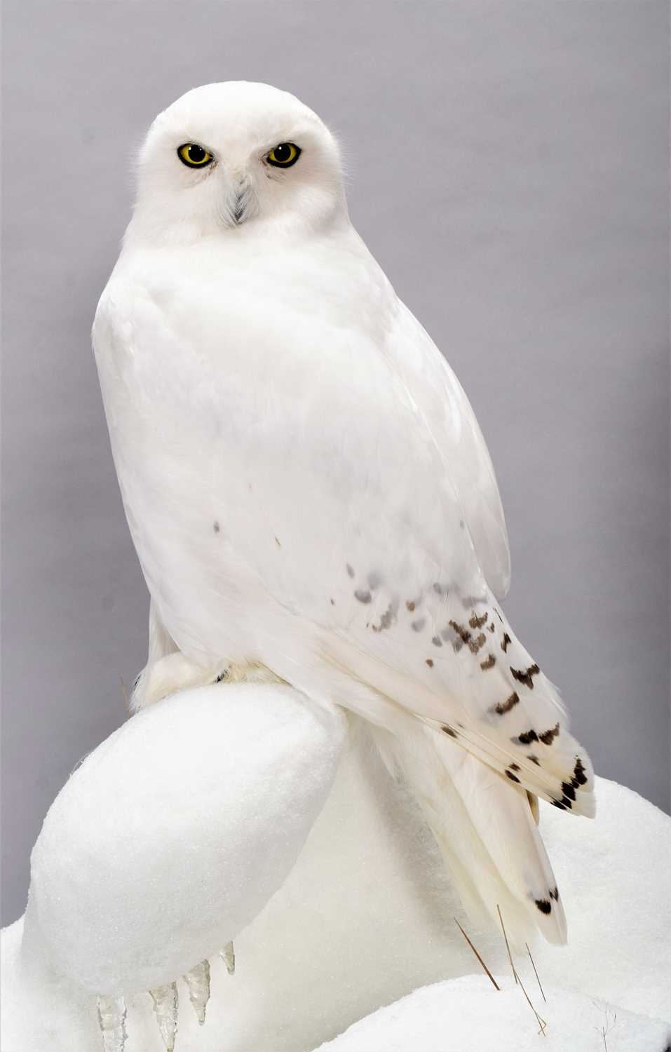Taxidermy: A Cased Snowy Owl (Bubo scandiacus), circa 2023, by World Renowned Taxidermist Carl - Image 3 of 6