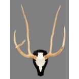Antlers/Horns: Père David's Deer (Elaphus davidianus), circa 21st century, prepared by Colin Dunton,