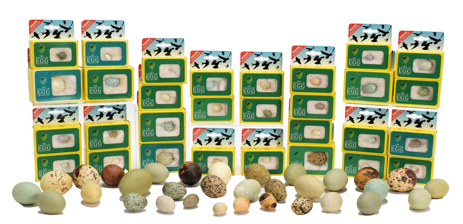 Natural History: A Large Collection of Replica World Birds Eggs, by the Emerald Egg Collection