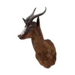 Taxidermy: An Unusual Chocolate Brown South African Springbok (Antidorcas marsupialis), circa 21st