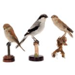 Taxidermy: A Group of Shrikes, circa late 20th century, a full mount adult Great Grey Shrike perched