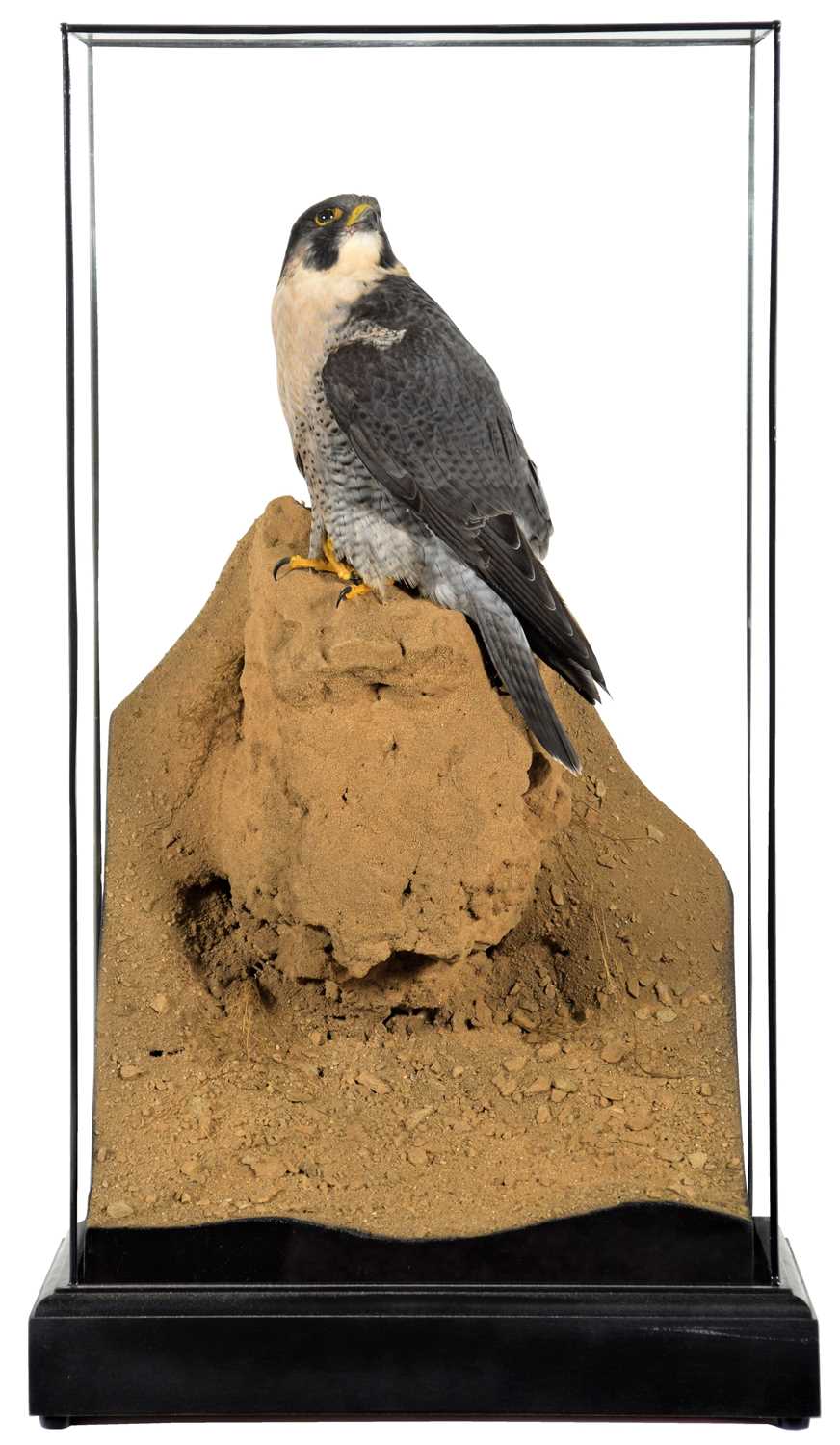 Taxidermy: A Cased Peregrine Falcon (Falco peregrinus), circa 2023, by World Renowned Taxidermist