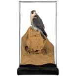 Taxidermy: A Cased Peregrine Falcon (Falco peregrinus), circa 2023, by World Renowned Taxidermist