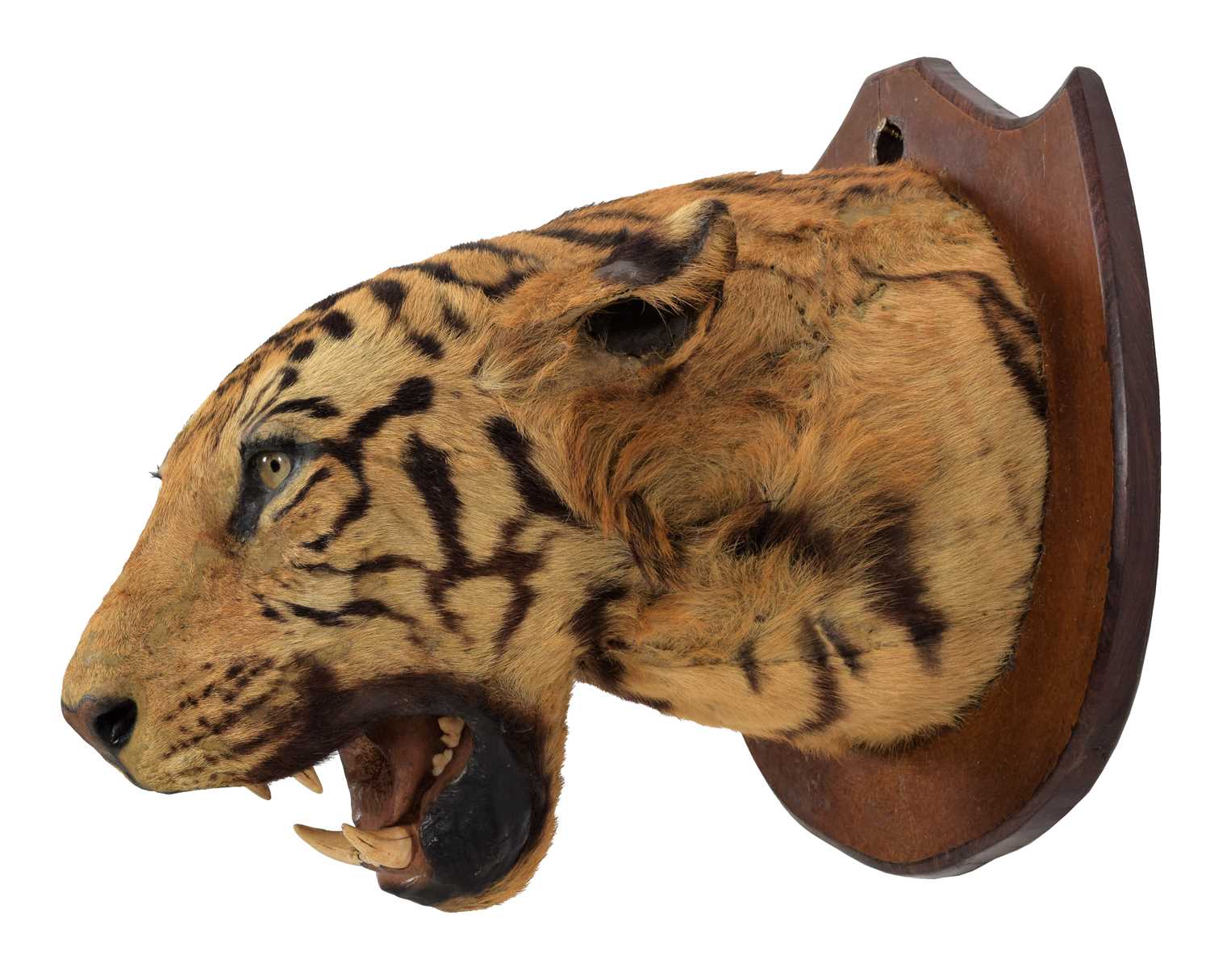 Taxidermy: Bengal Tiger (Panthera tigris tigris), circa early 20th century, attributed to Theobald - Image 8 of 8