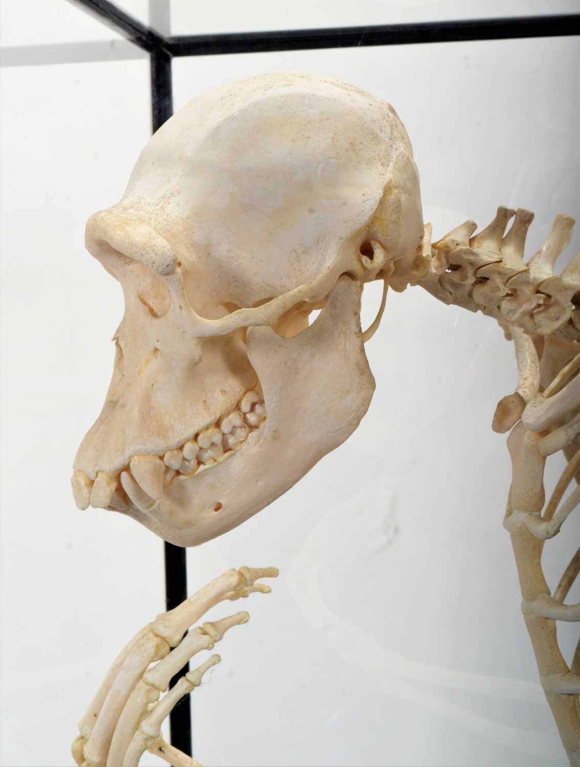 Skeletons/Anatomy: A Rare Cased Chimpanzee Skeleton (Pan troglodytes), captive bred, circa 2010, a - Image 12 of 12