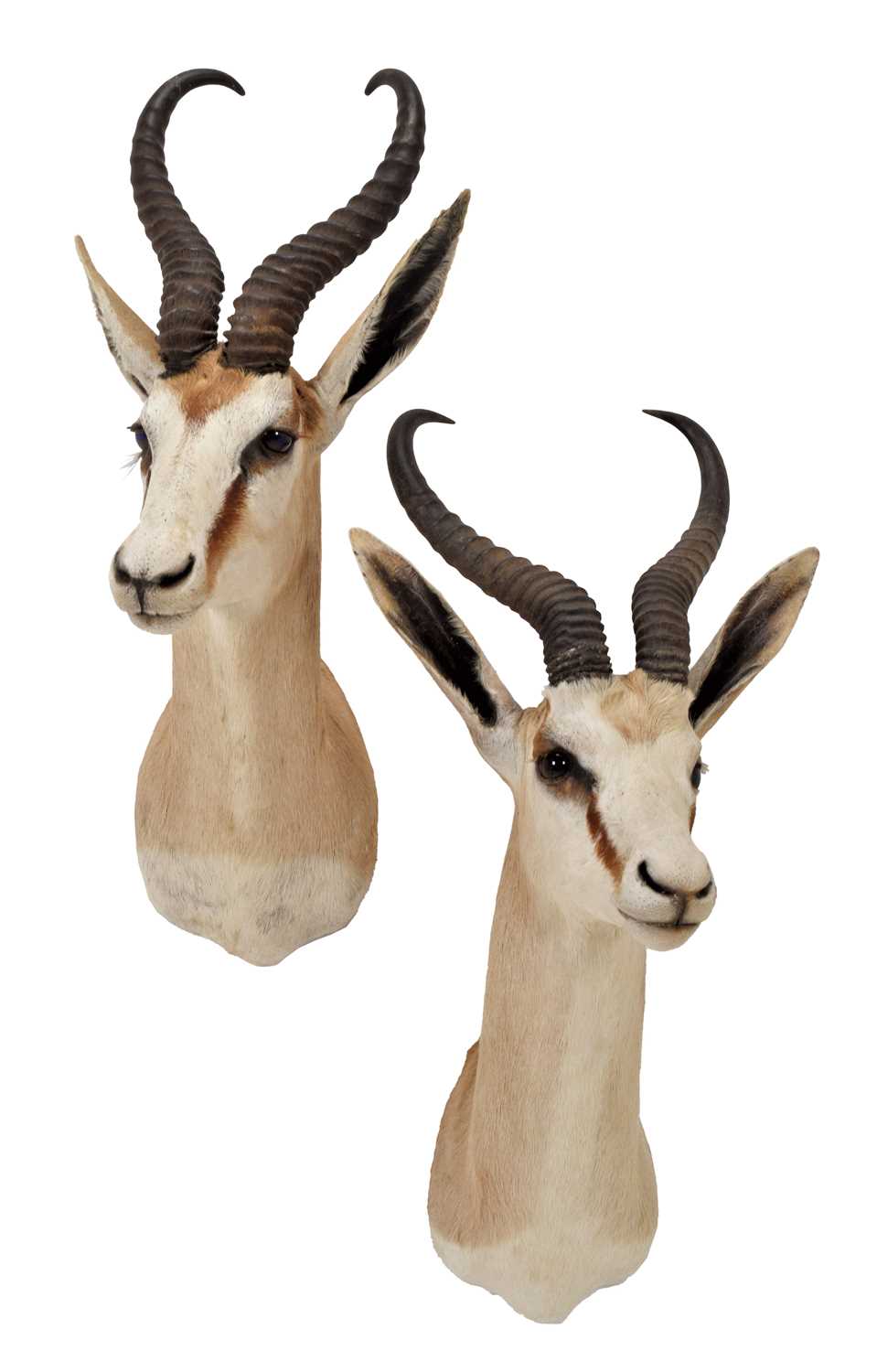 Taxidermy: A Pair of South African Springboks (Antidorcas marsupialis), circa late 20th century, a