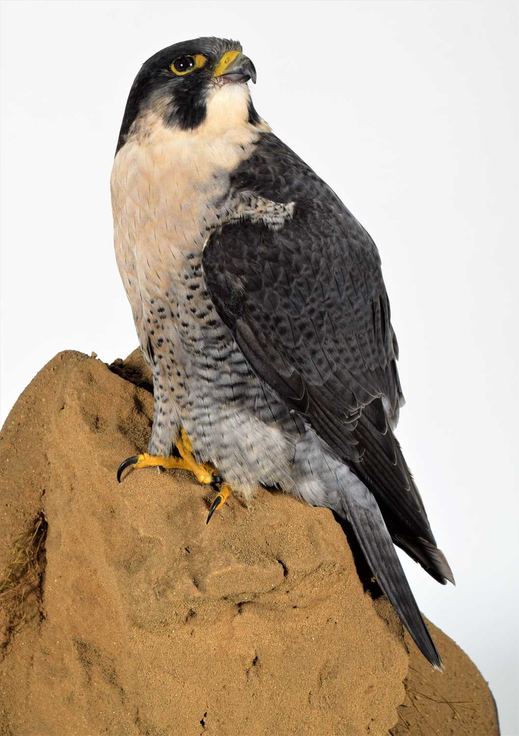 Taxidermy: A Cased Peregrine Falcon (Falco peregrinus), circa 2023, by World Renowned Taxidermist - Image 4 of 7