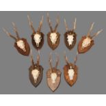 Antlers/Horns: Large European Roebuck Antlers (Capreolus capreolus), prepared by Colin Dunton,