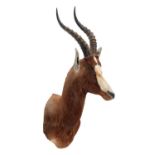 Taxidermy: Blesbok (Damaliscus phillipsi), circa late 20th century, South Africa, a high quality