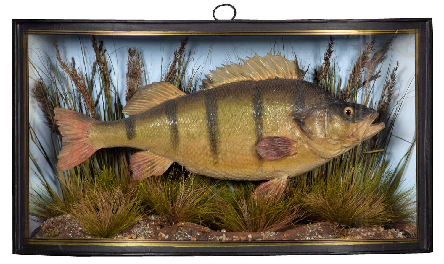 Taxidermy: A Cased Perch (Perca fluviatilis), circa 1898-1904, by W.F. Homer, 157 Forest Lane,