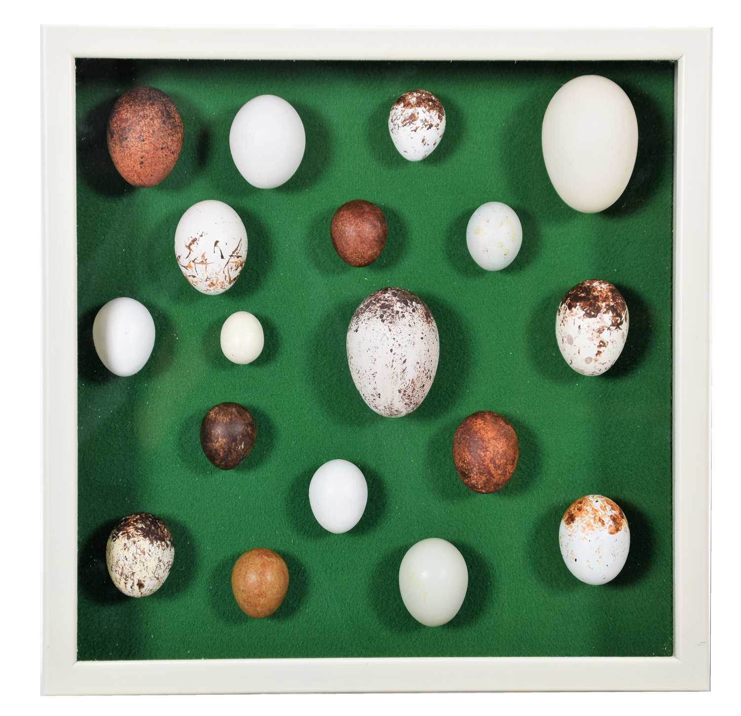 Natural History: A Collection of Replica Birds of Prey Eggs, a hand-painted collection of fifteen - Image 3 of 3