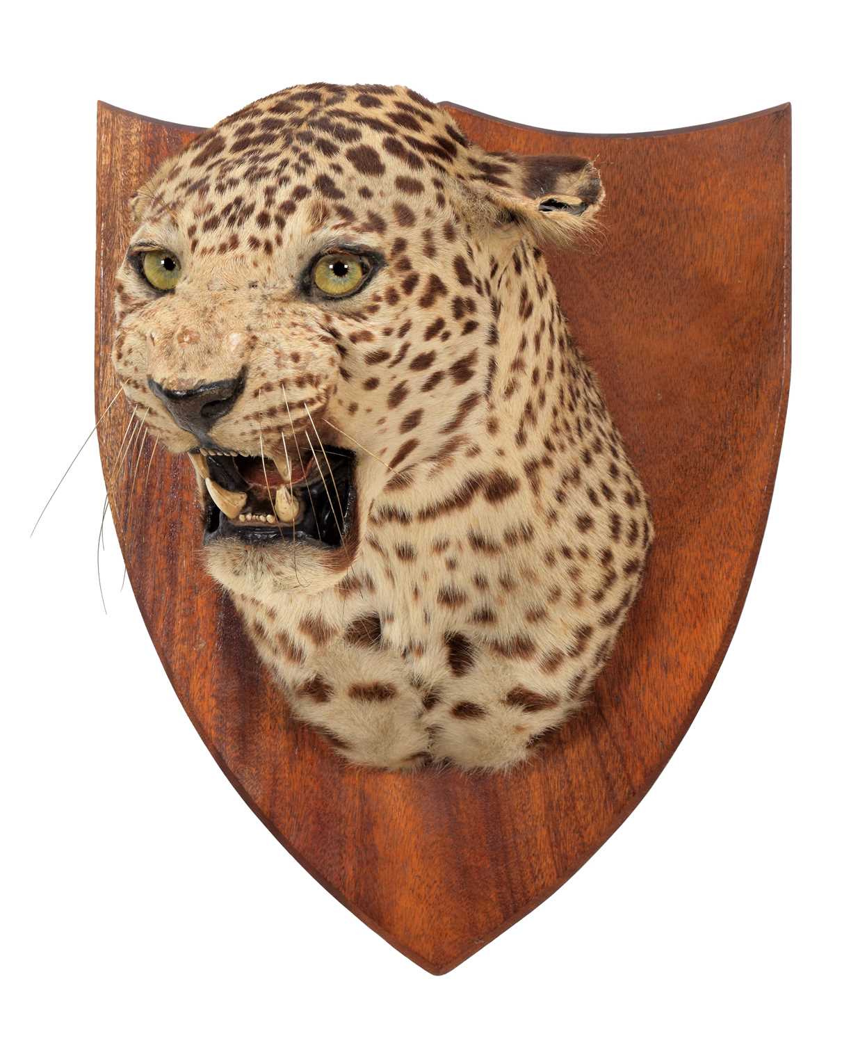 Taxidermy: Indian Leopard (Panthera pardus fusca), dated 1935, by Van Ingen Van Ingen, Mysore,